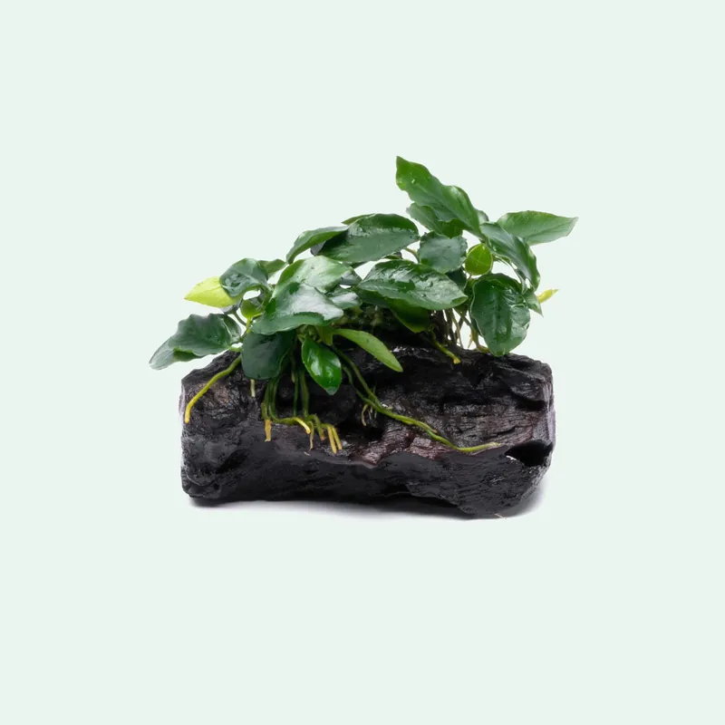 Anubias Nana Long Wavy Driftwood - CPA