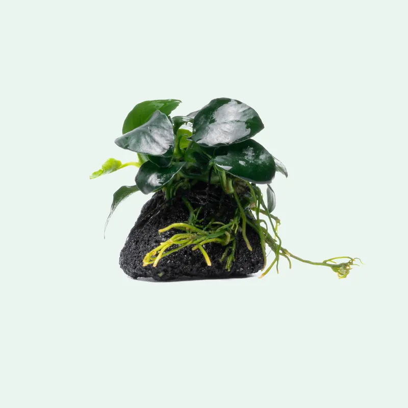 Anubias Barteri Petite Round Lava Stone - CPA