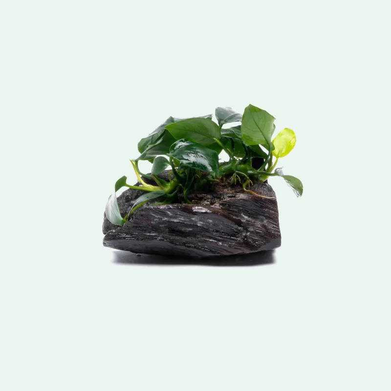Anubias Nana Driftwood - CPA