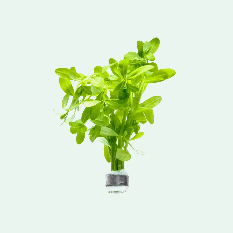 Bacopa Madagascariensis - CPA