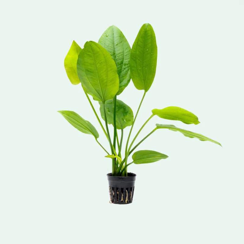 Echinodorus Cordifolius - CPA
