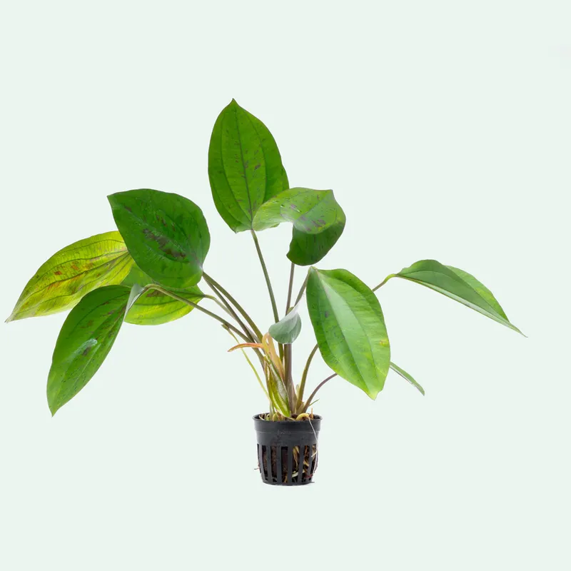 Echinodorus Cordifolius Hybrid - CPA