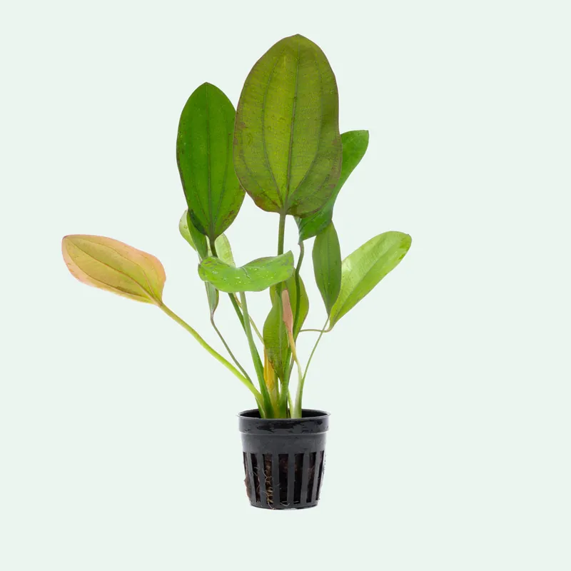 Echinodorus Impai - CPA