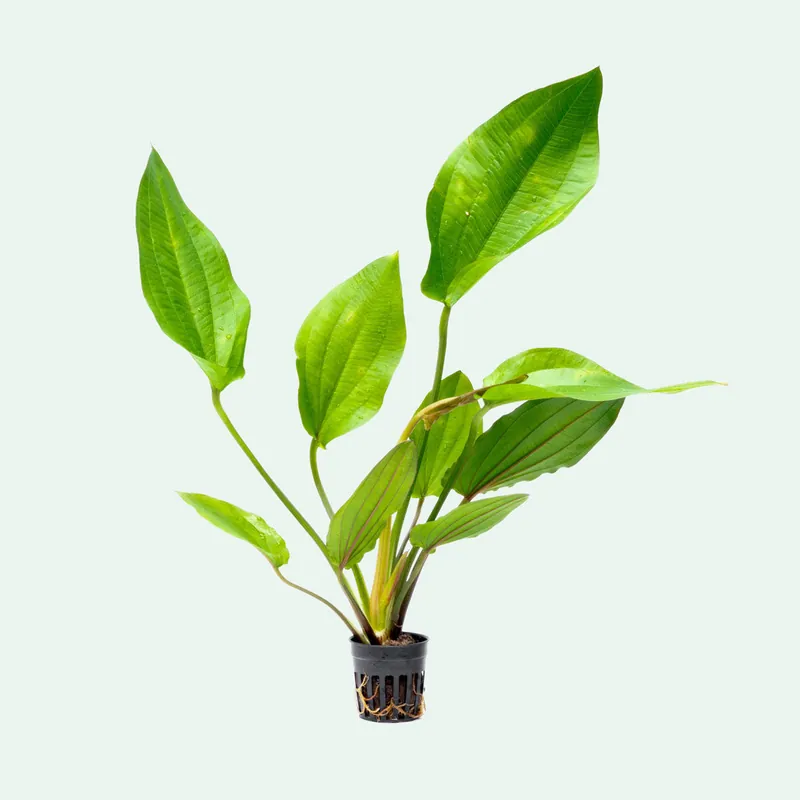 Echinodorus Macrophyllus - CPA