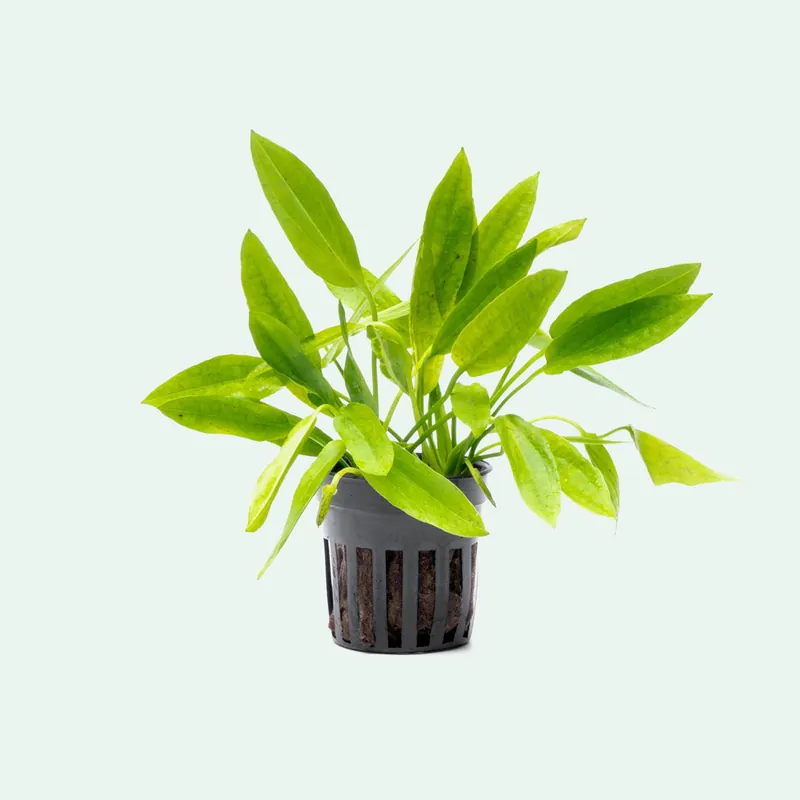 Echinodorus Ozelot Narrow Mini - CPA
