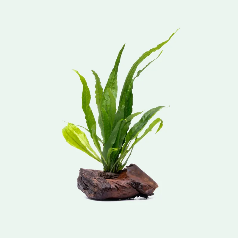 Microsorum Pteropus Driftwood - CPA