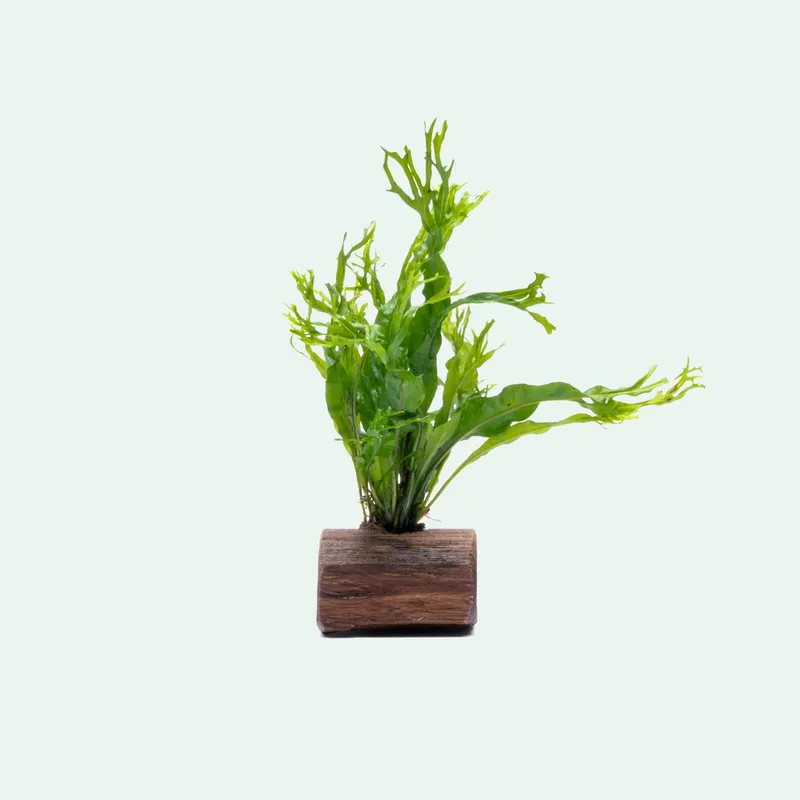 Microsorum Pteropus Windelov Driftwood - CPA
