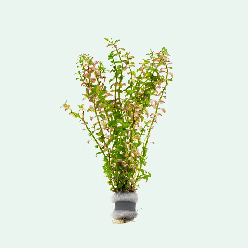 Rotala Sp. Pearl - SI