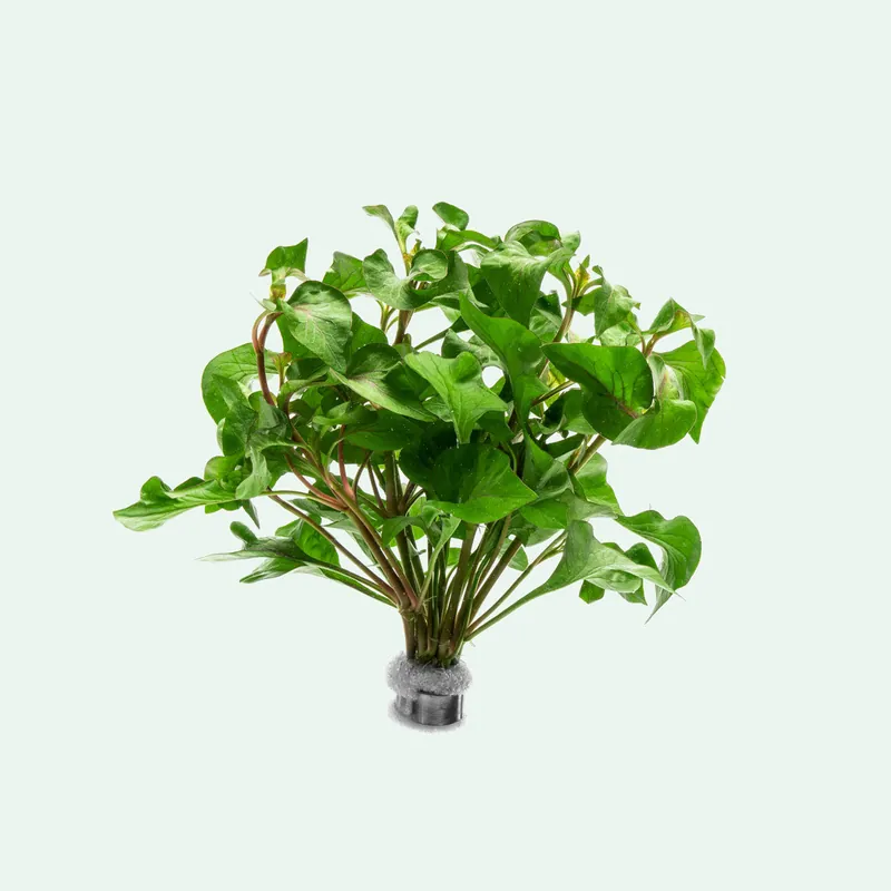 Alternanthera Tricolor - CPA