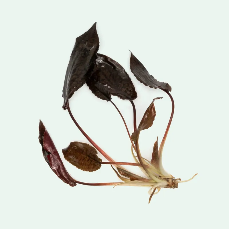 Cryptocoryne Striolata - BUCE