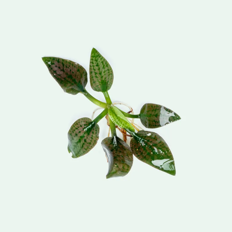 Cryptocoryne Silver Queen - BUCE