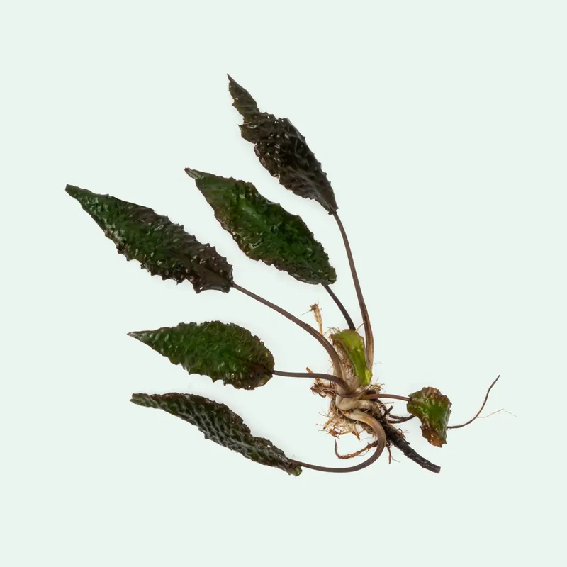 Cryptocoryne Keii - BUCE
