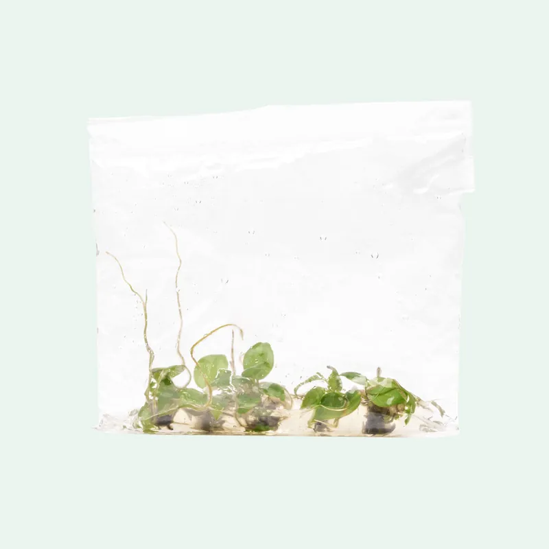 Philodendron Billietiae - ACW