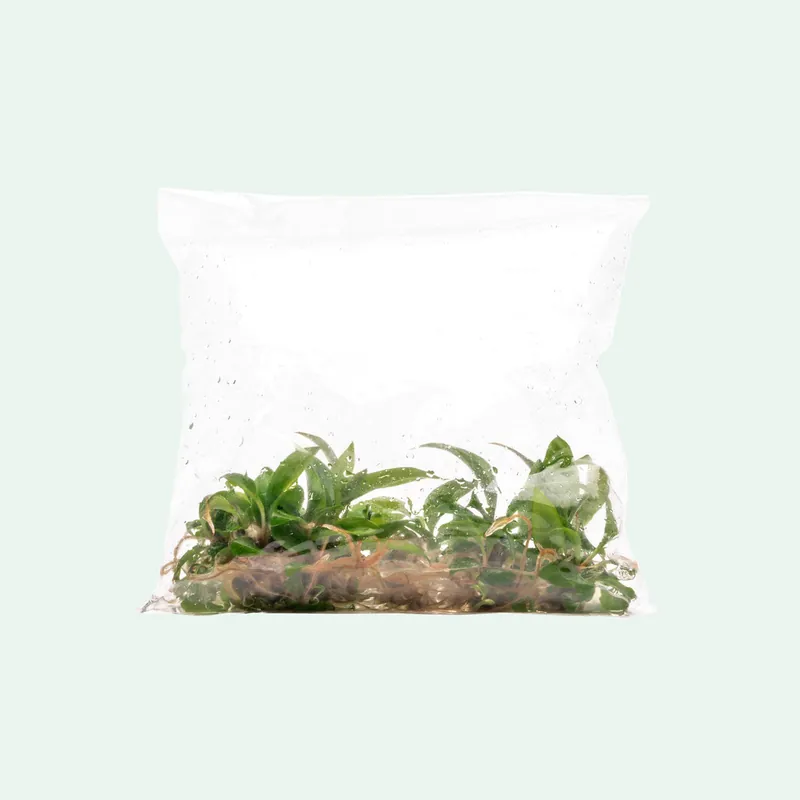 Philodendron Caramel Marble - ACW