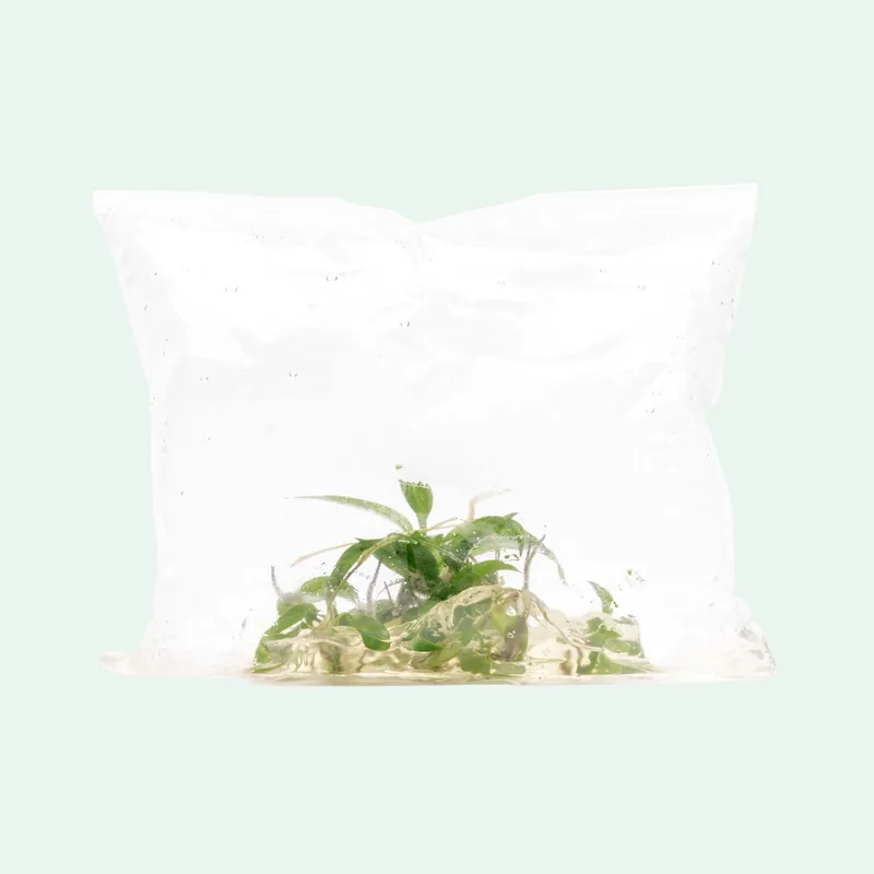 Philodendron Minarum - ACW