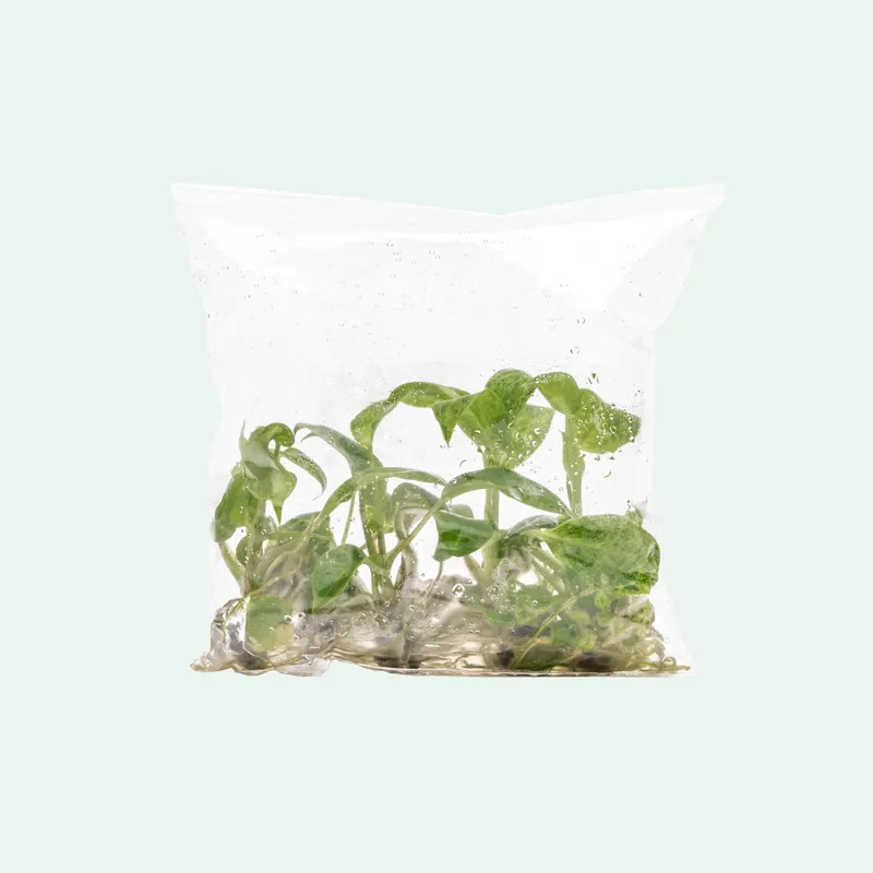 Philodendron Paraiso Verde - ACW