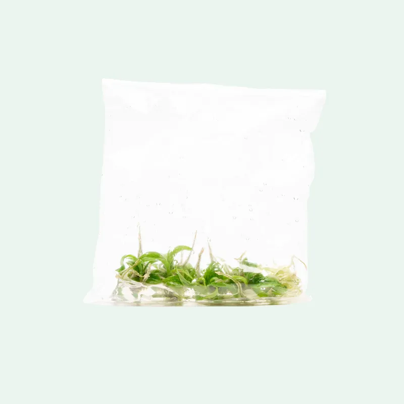 Philodendron Ring of Fire - ACW