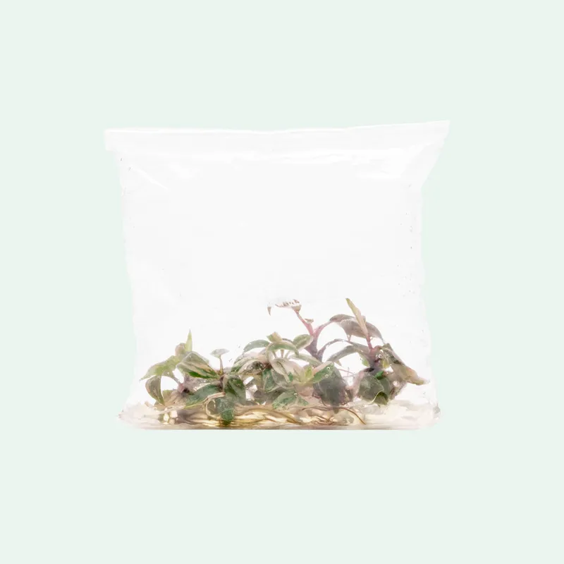 Philodendron Pink Princess - ACW
