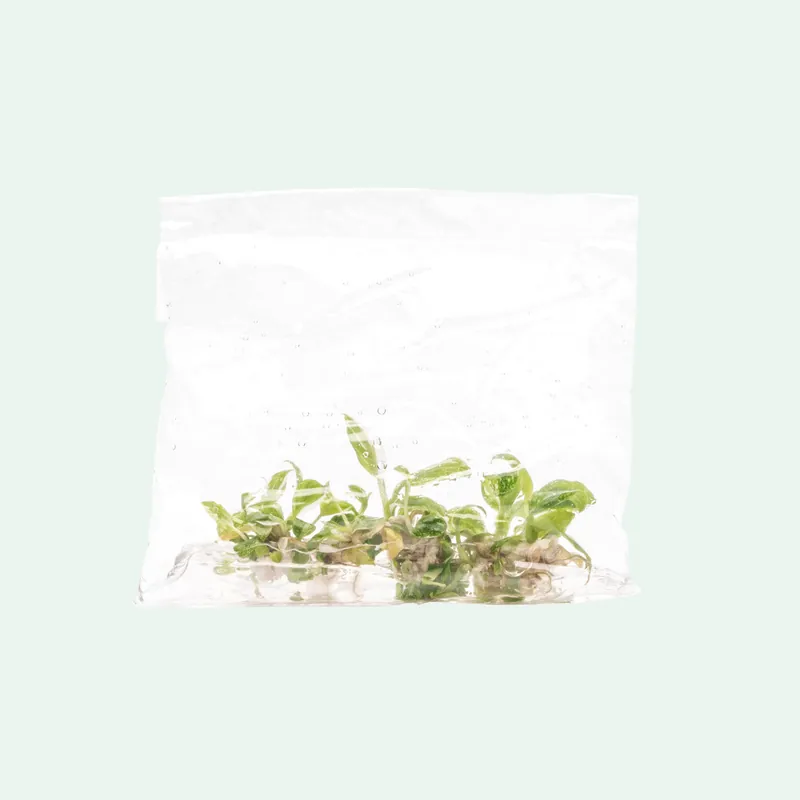 Philodendron White Princess - ACW