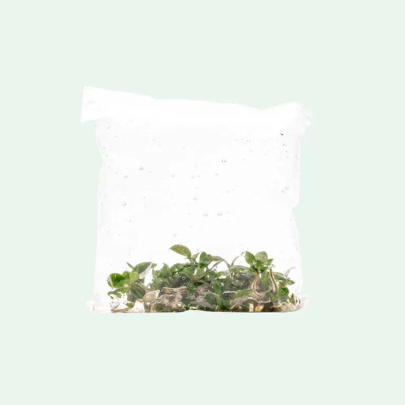 Philodendron White Knight - ACW