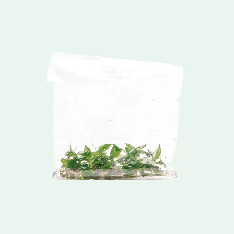 Philodendron White Wizard - ACW