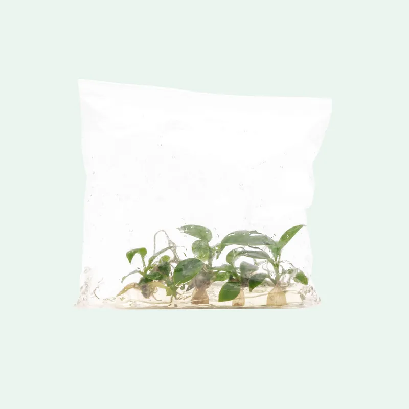 Philodendron Florida Beauty - ACW