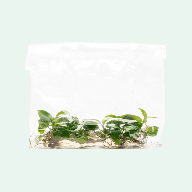 Philodendron Bipennifolium - ACW