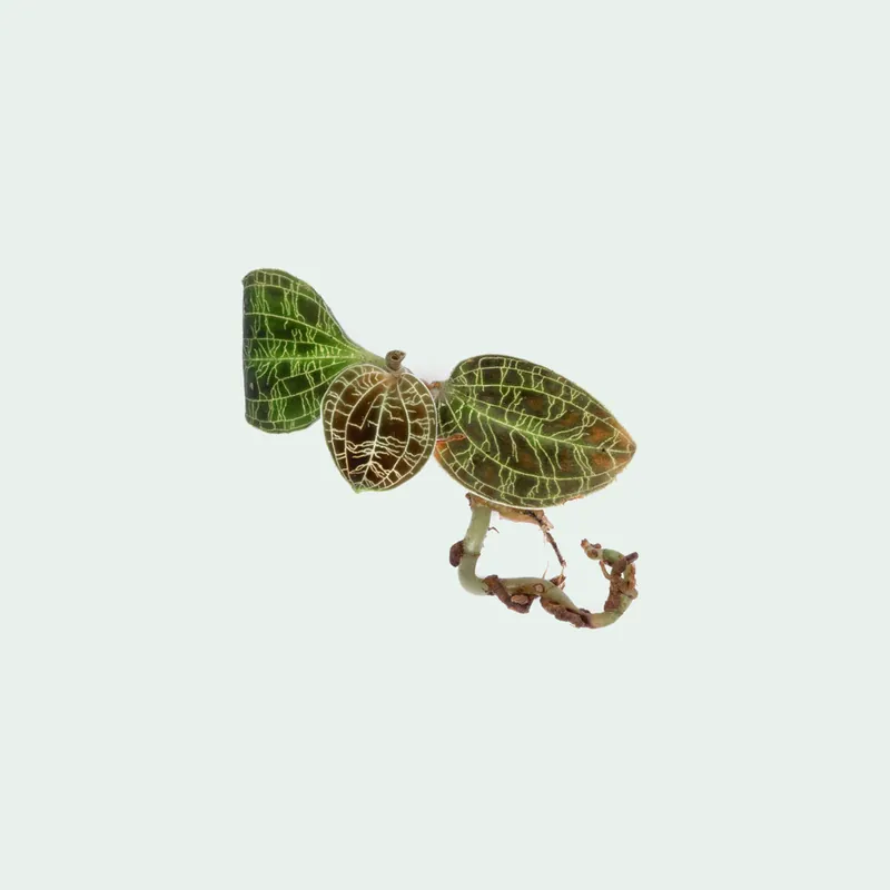 Macodes Petola - ACW