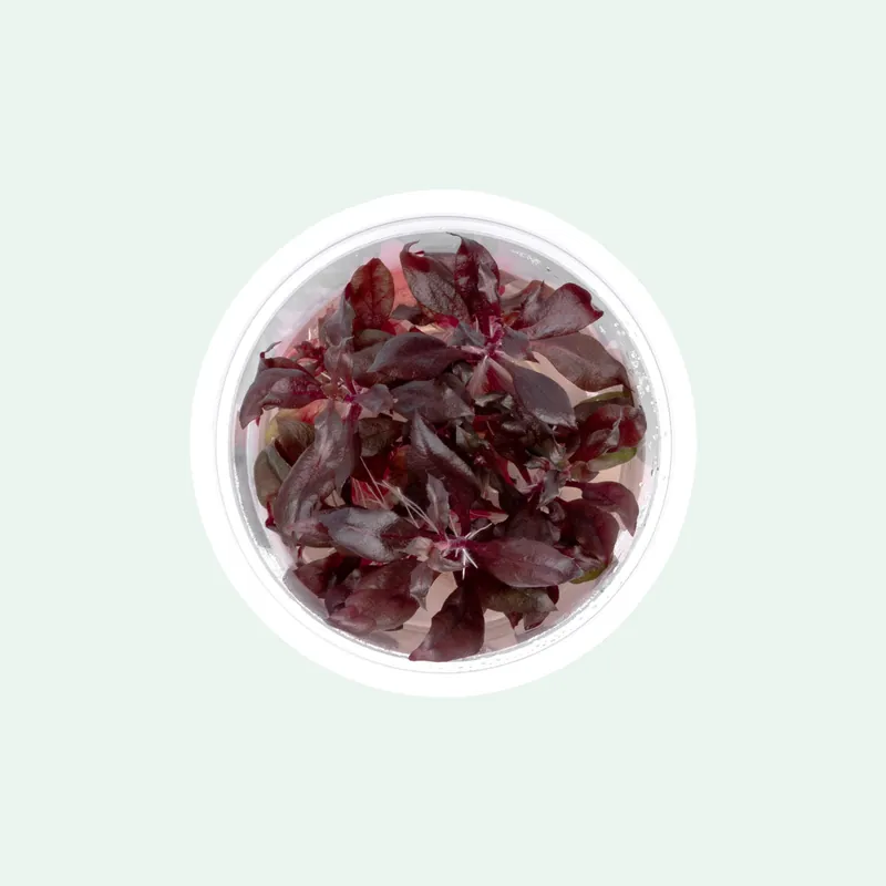 Alternanthera Reineckii Bronze Tissue Culture - Aquatic Farmer