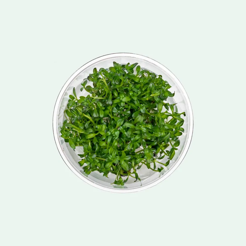 Rotala Florida Sunset - CPA