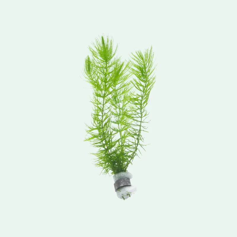 Ceratophyllum Demersum - SI