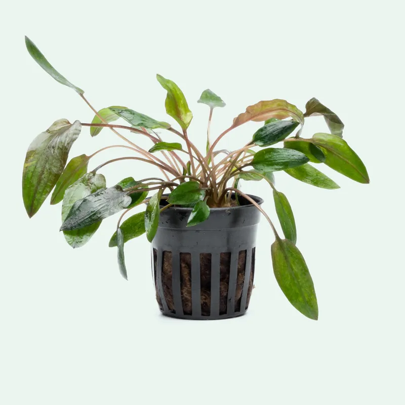 Cryptocoryne Florida Sunset - CPA