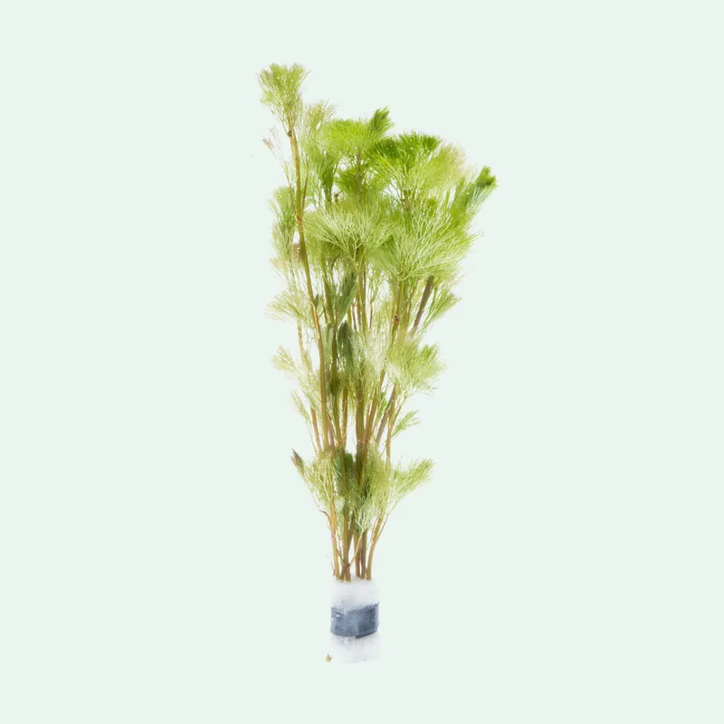 Cabomba Aquatica - ACW