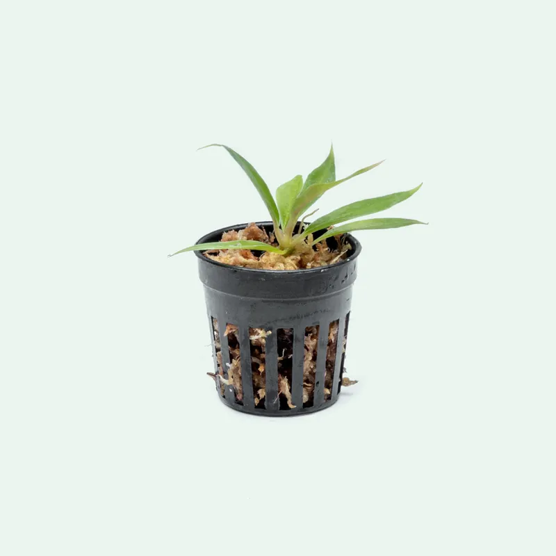 Philodendron Tortum - Bare Root