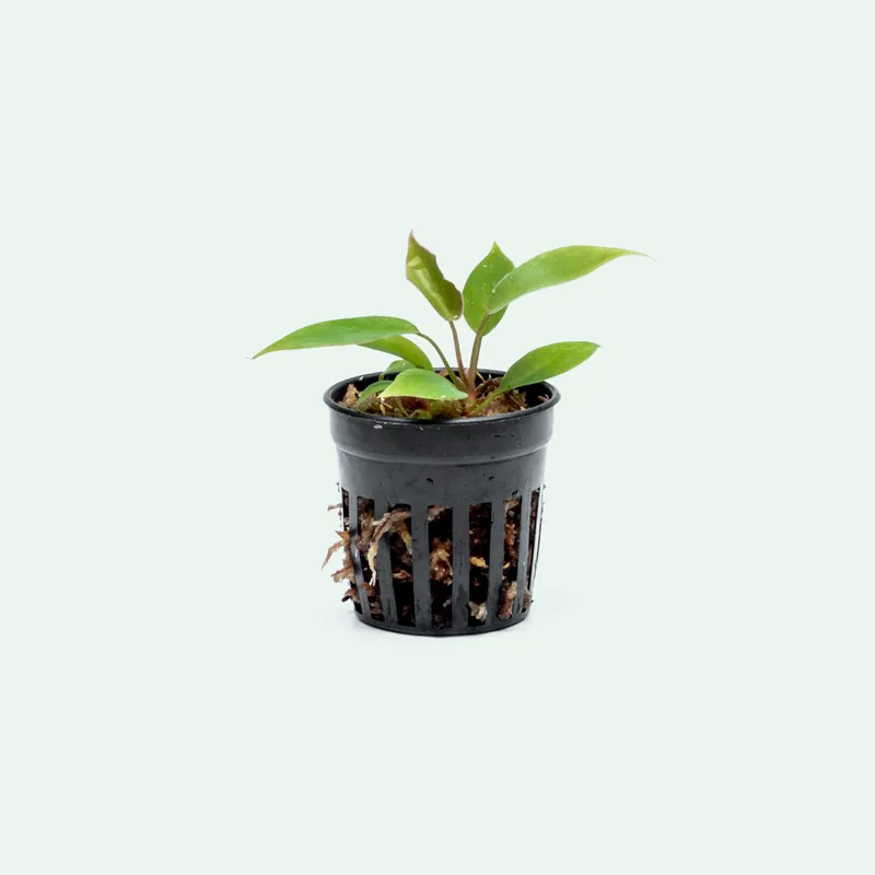 Philodendron Atabapoense - Bare Root