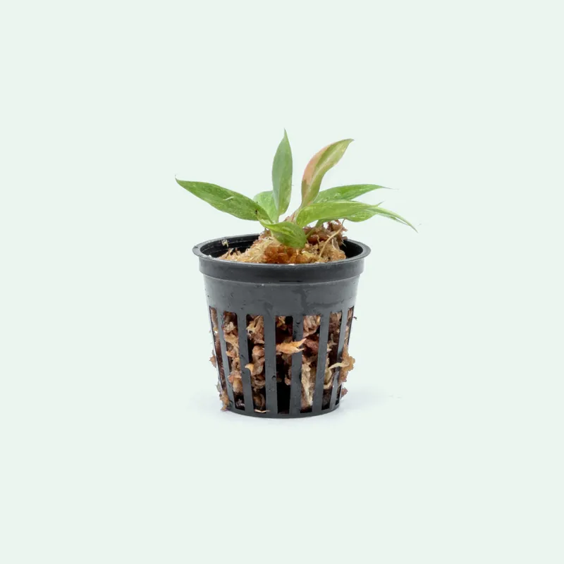 Philodendron Ring of Fire - Bare Root