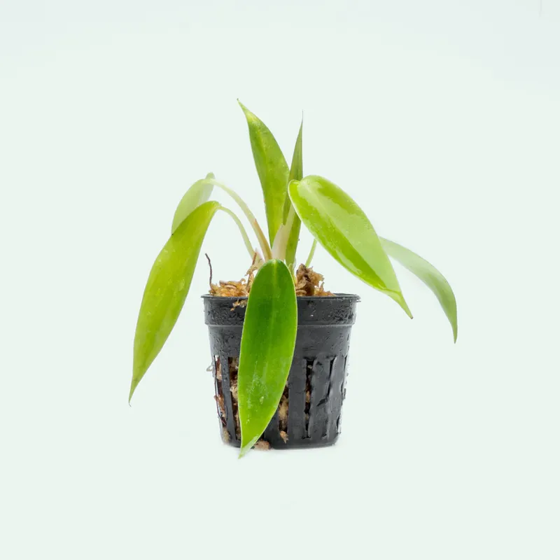 Philodendron 69686 - Bare Root
