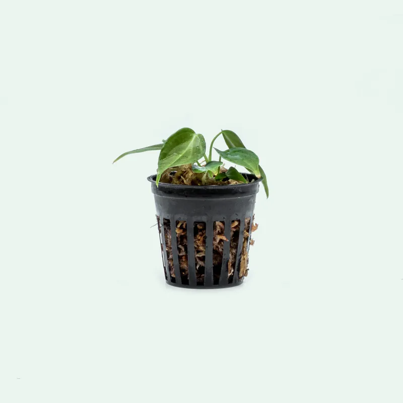 Philodendron Glorious - Bare Root