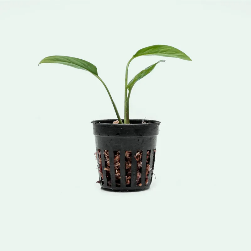 Monstera Adansonii Narrow - Bare Root