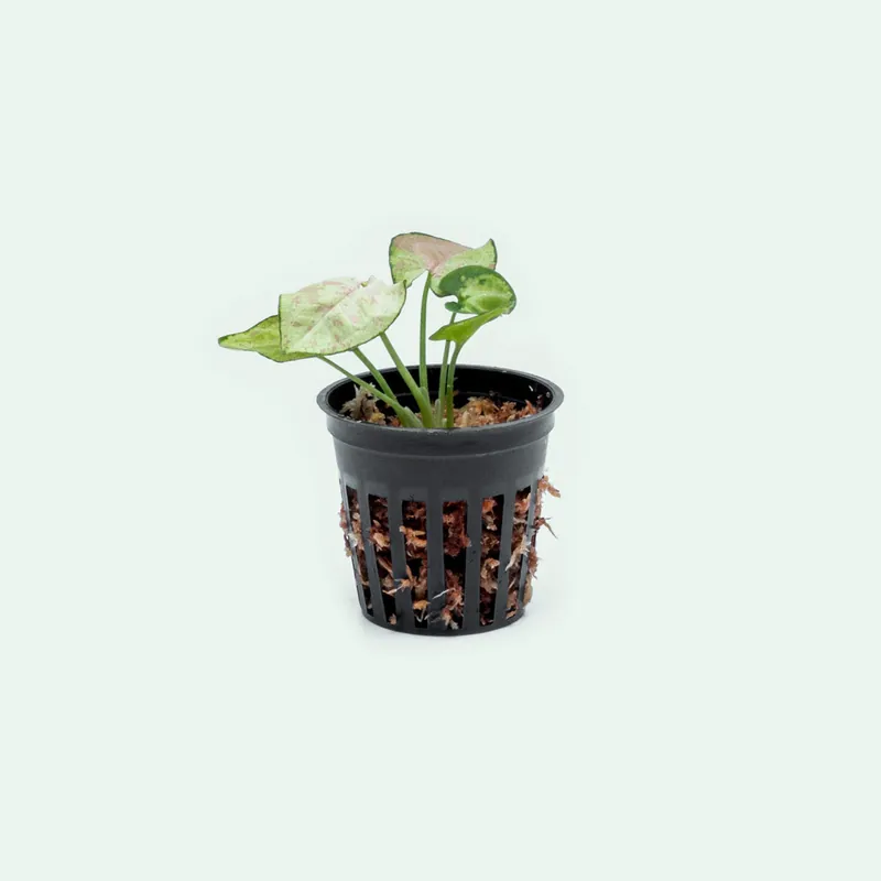 Syngonium Milk Confetti - Bare Root