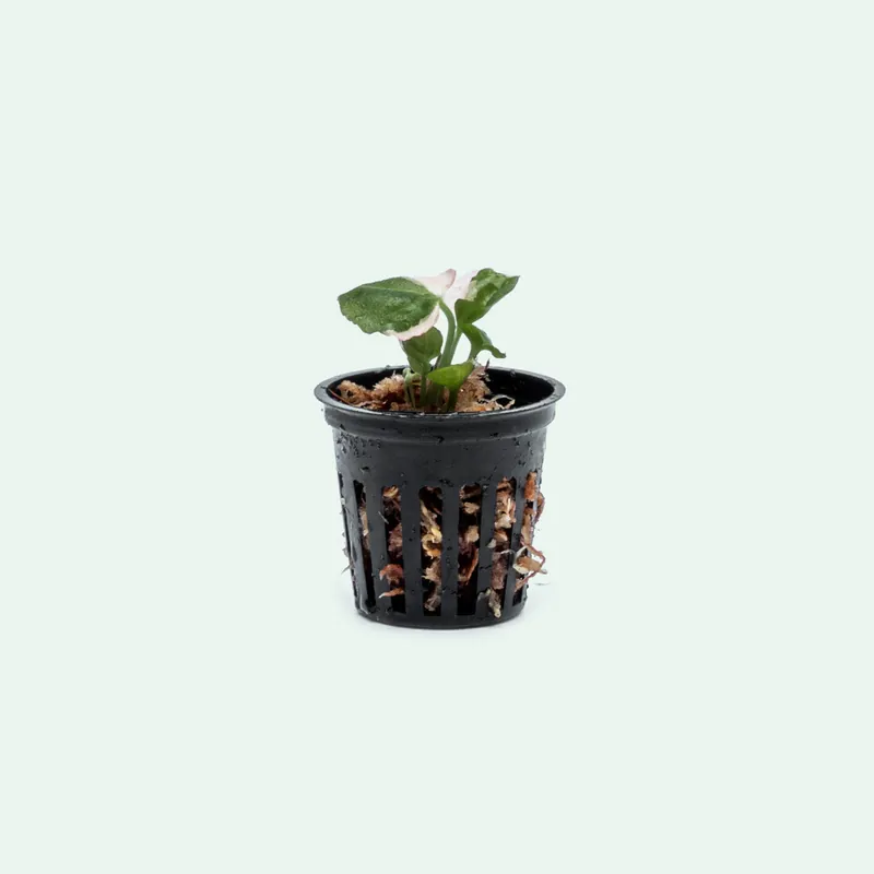 Syngonium Strawberry Ice - Bare Root
