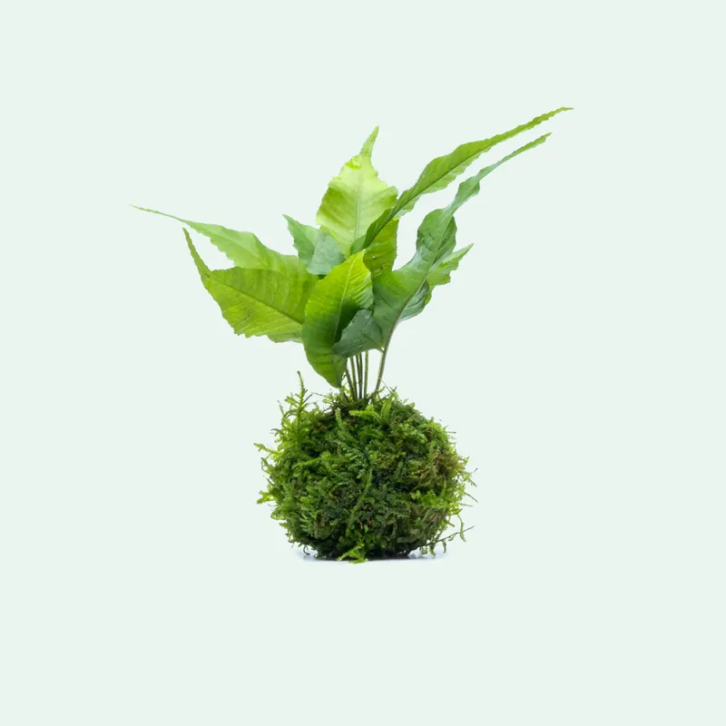 Bolbitis Heteroclita on Christmas Moss Sphere - ACW