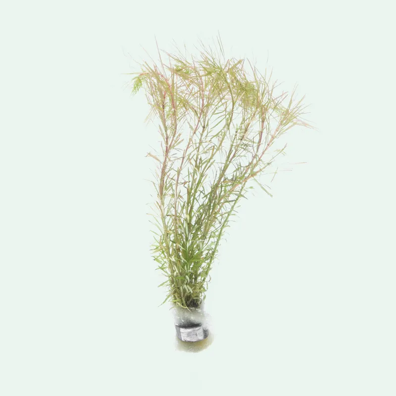 Rotala Bangladesh - SI