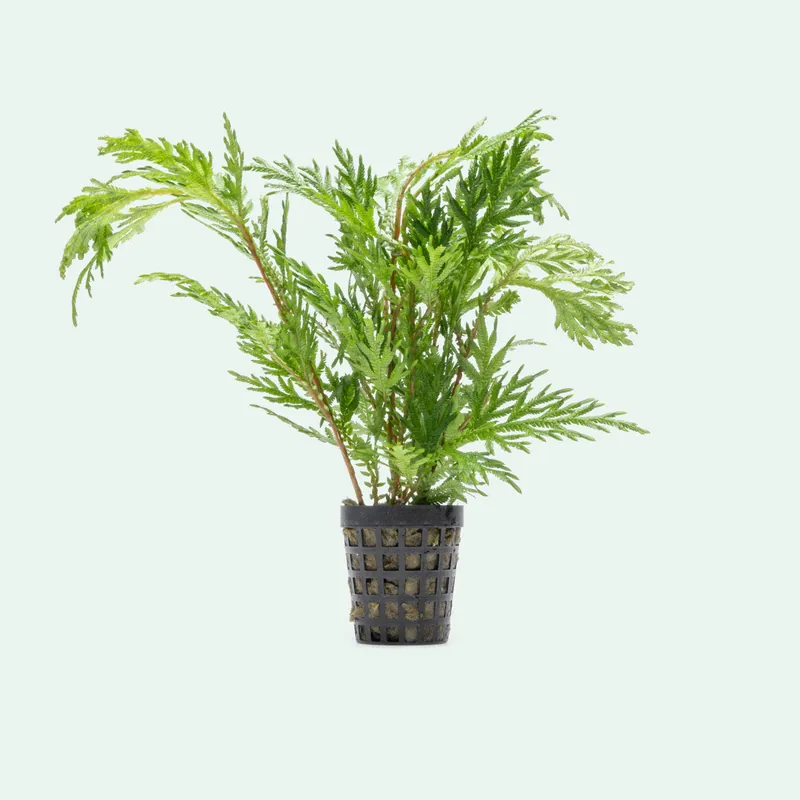 Selaginella Moellendorffii - SI