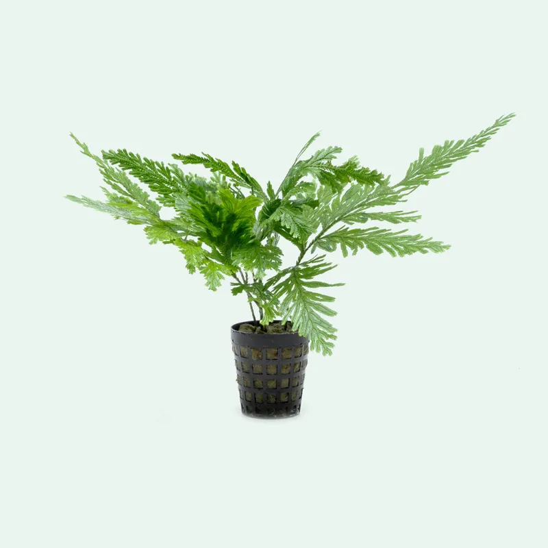 Selaginella Willdenowii - SI