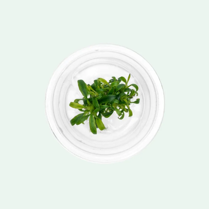 Anubias Minima Dragon Claw - CPA