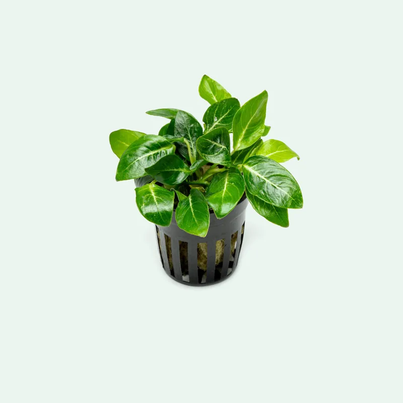 Anubias Giant Stardust - CPA