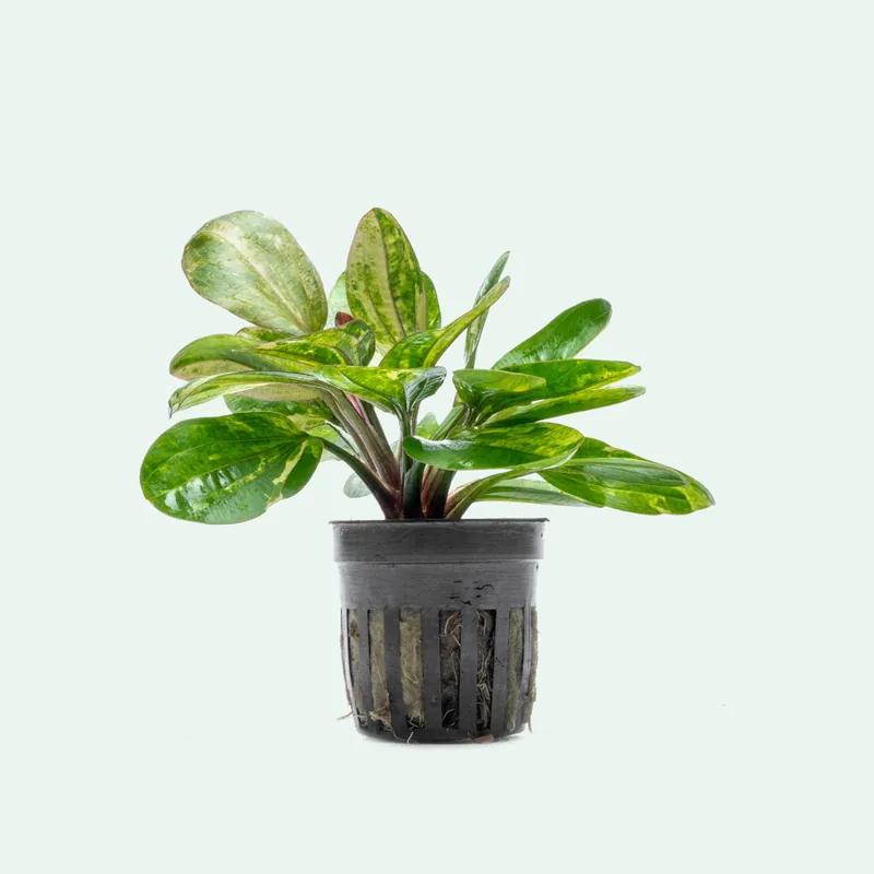 Echinodorus Hadi Red Pearl Variegated - CPA