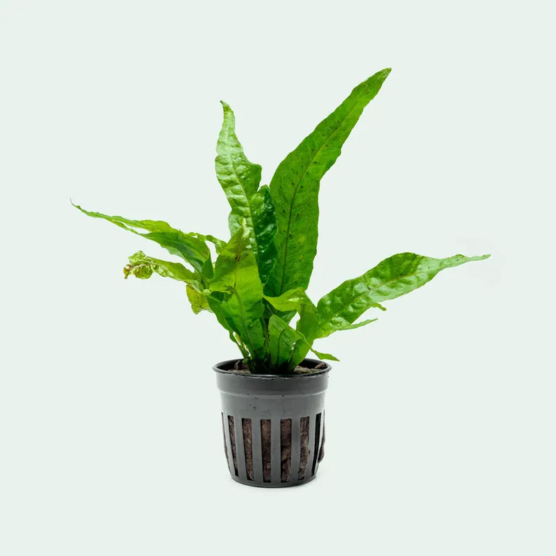 Microsorum Pteorpus Gold Sparkle - CPA