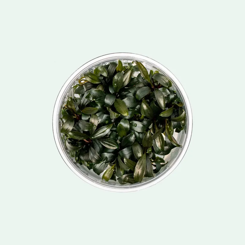 Bucephalandra Brownie Phoenix - CPA